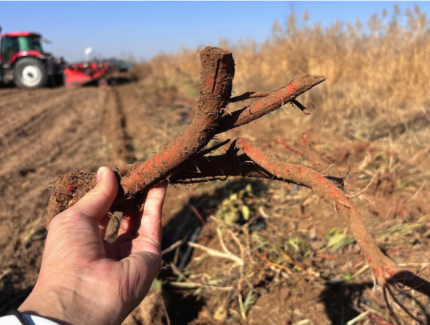 灵武百亩丹参迎丰收 “金药材”成乡村振兴新引擎