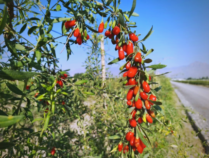 宁夏枸杞 ——“红宝” 传奇 道地药材的千年传承与现代崛起