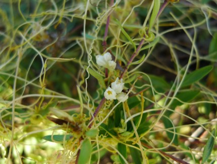 石嘴山菟丝子异军突起 2025 年亩均增收 3000 元 对外销售额占全区 60% 以上