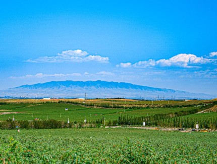 小小枸杞让中国西北荒漠“披绿生金”