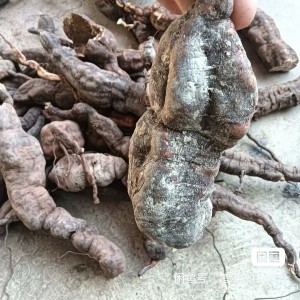 求购野生何首乌