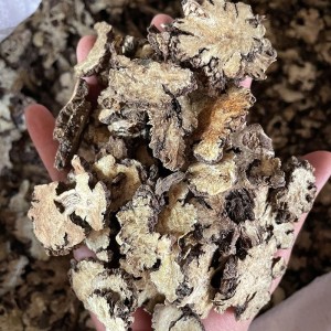 求购信息道地川芎