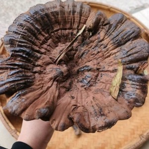 求购野生灵芝孢子粉